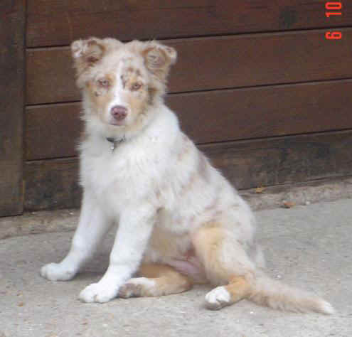 Bebop red merle saphir of Looping's New World