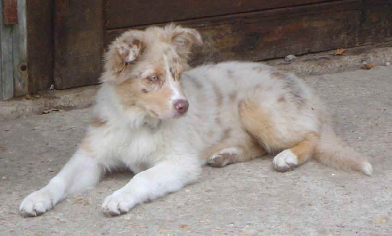 Bebop red merle saphir of Looping's New World