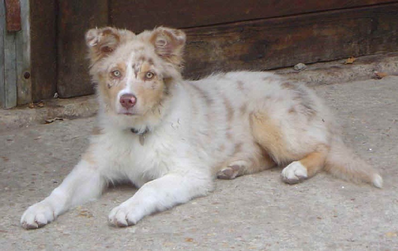 Bebop red merle saphir of Looping's New World