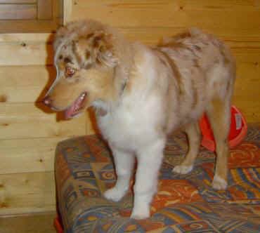 Bebop red merle saphir of Looping's New World