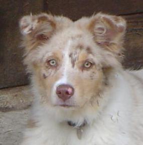 Bebop red merle saphir of Looping's New World