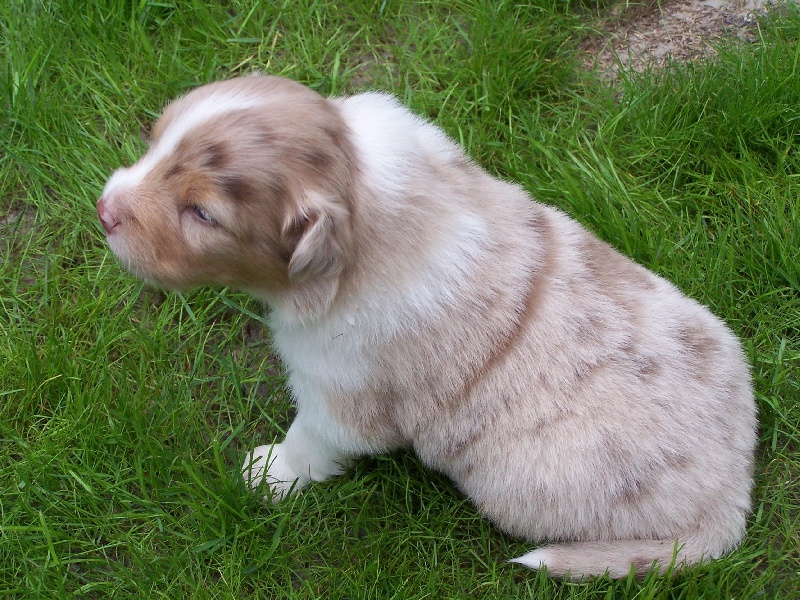 Bebop red merle saphir of Looping's New World