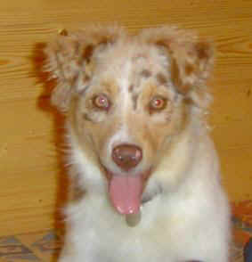 Bebop red merle saphir of Looping's New World