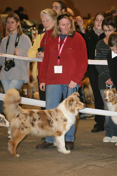 Bebop red merle saphir of Looping's New World