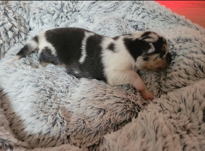 CHIOT bleu merle