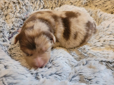 CHIOT rouge merle