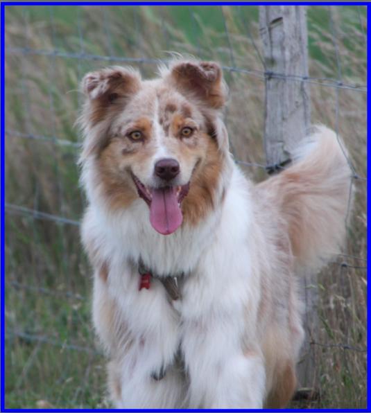 Bebop red merle saphir of Looping's New World