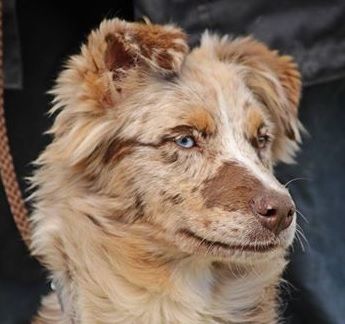 Iwenn red merle feeling of Looping's New World
