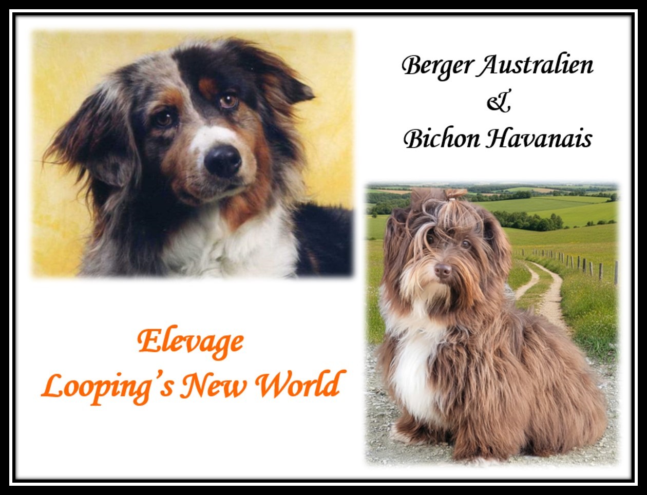 of Looping's New World